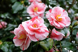 Red and white variegated striped Camellia japonica 'Lady Vansittart' in flower.