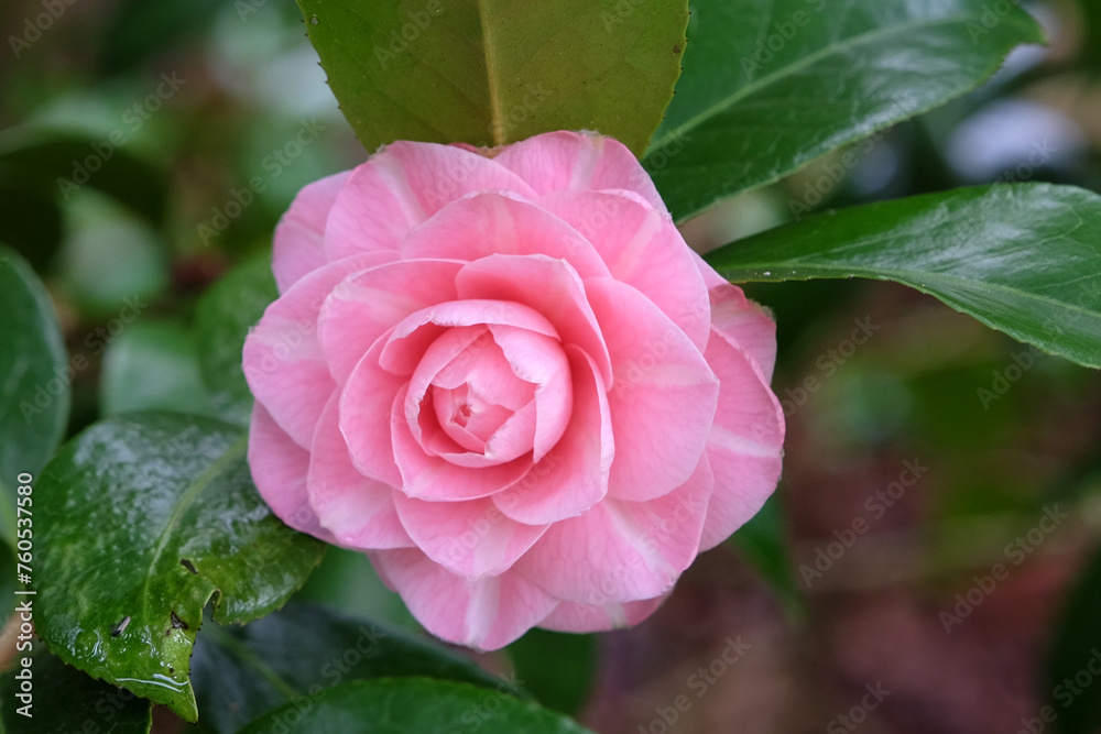 Pale pink double Camellia japonica ÔOtomeÕ in flower. Pale pink double Camellia japonica ÔOtomeÕ in flower.