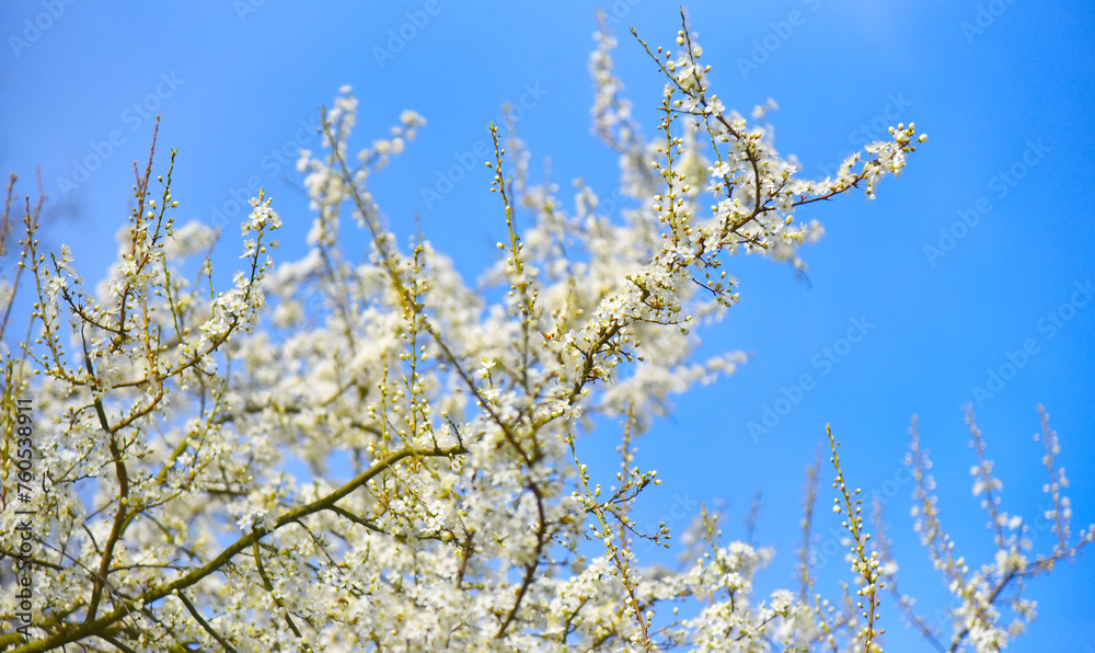 Tree blooming in spring with white flowers against the blue sky. Background cover for congratulations with copy space concept spring freshness. Tree blooming in spring with white flowers against the blue sky. Background cover for congratulations with copy space concept spring freshness.