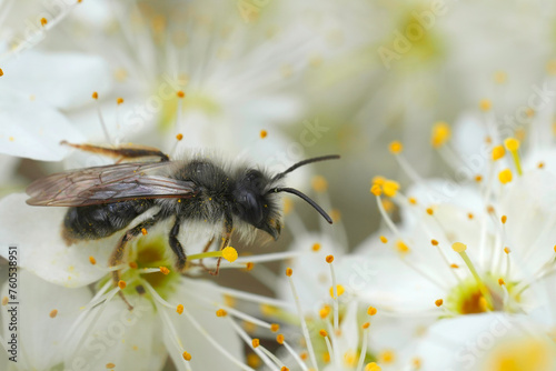 Closeup on a male grey-backed mining bee, Andrena vaga sitting on white flowering Blackthorn, Prunus spinosa