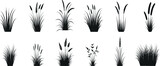 Black grass silhouette collection on white background, detailed grass vector illustrations for design, art, and nature themes. Elegant, minimalistic, and realistic grasses art