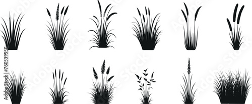 Black grass silhouette collection on white background, detailed grass vector illustrations for design, art, and nature themes. Elegant, minimalistic, and realistic grasses art photo