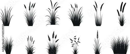 Black grass silhouette collection on white background, detailed grass vector illustrations for design, art, and nature themes. Elegant, minimalistic, and realistic grasses art