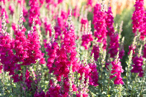 selective focus Antirrhinum Potomack royal in a trial plot for growing beautiful flowers Beautiful  perfect purple flower background image
