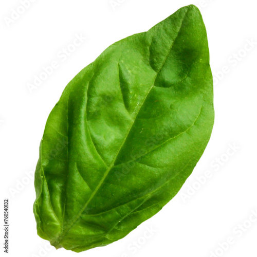 Realistic fresh green basil leaf isolated on transparent background   suitable element for scenes project.