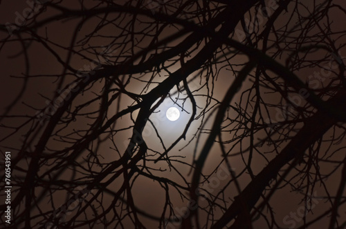 The full moon at night through the tree branches