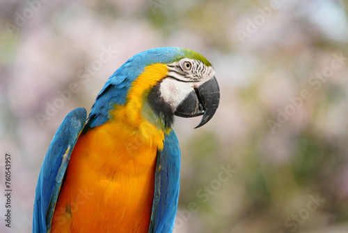 blue and gold macaw parrot show in the park 