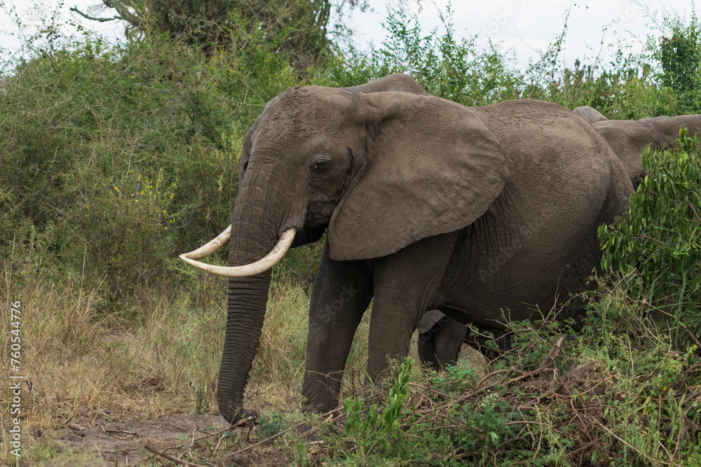 Fototapeta premium African elephant in the forest