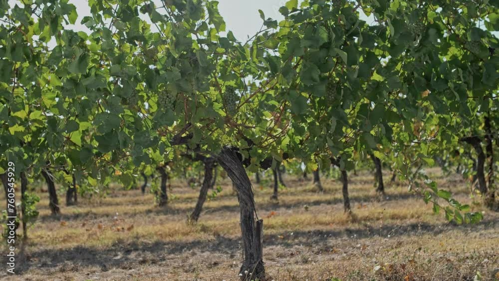 Beautiful green vine of white Sauvignon Blanc grapes in sunlight. Beautiful green vine of white Sauvignon Blanc grapes in sunlight.