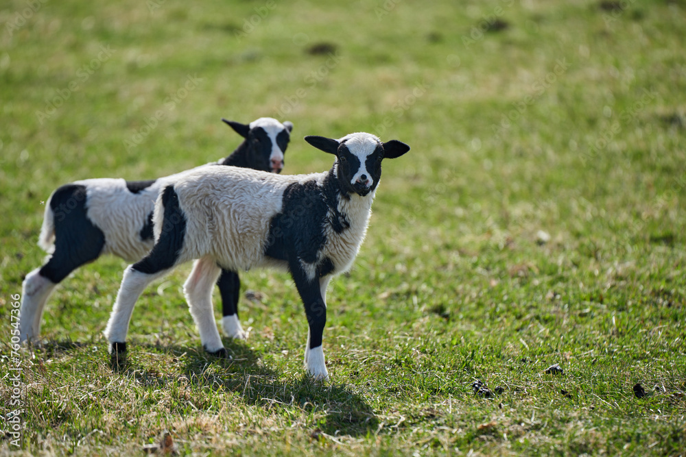 Beautiful Gotland sheep with lambs and Dorper sheep crosses with lambs in a meadow on a sunny spring day on a farm in Skaraborg Sweden Beautiful Gotland sheep with lambs and Dorper sheep crosses with lambs in a meadow on a sunny spring day on a farm in Skaraborg Sweden