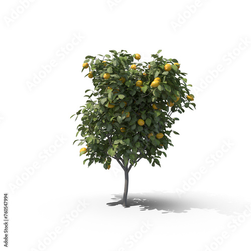 Lush Lemon Tree Laden with Vibrant Citrus Fruits - A Picture of Natural Abundance and Sustainable Growing