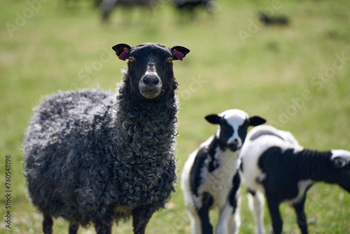 Beautiful Gotland sheep with lambs and Dorper sheep crosses with lambs in a meadow on a sunny spring day on a farm in Skaraborg Sweden
