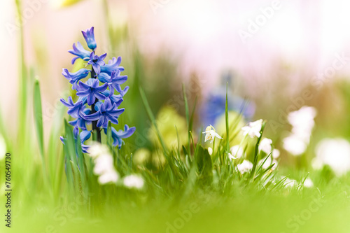 Kwiaty na łące kwietnej. Kwitnące krokusy. Krokus wiosenny. Wiosenny pożytek dla pszczół. Pszczele pożytki.  © Daniel
