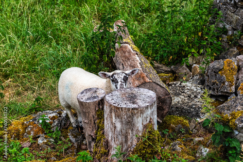 Sheep on the path between Dovedale and Milldale in the Peak DIstrict in Derbyshire, England photo