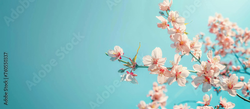 Soft cherry blossoms against a blue sky