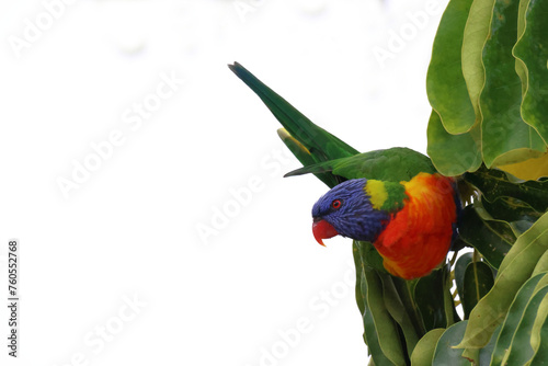 Schilderij op canvas A colorful Rainbow Lorikeet (Trichoglossus moluccanus), a species of parrot native to Australia, feeding on the nectar of red flowers
