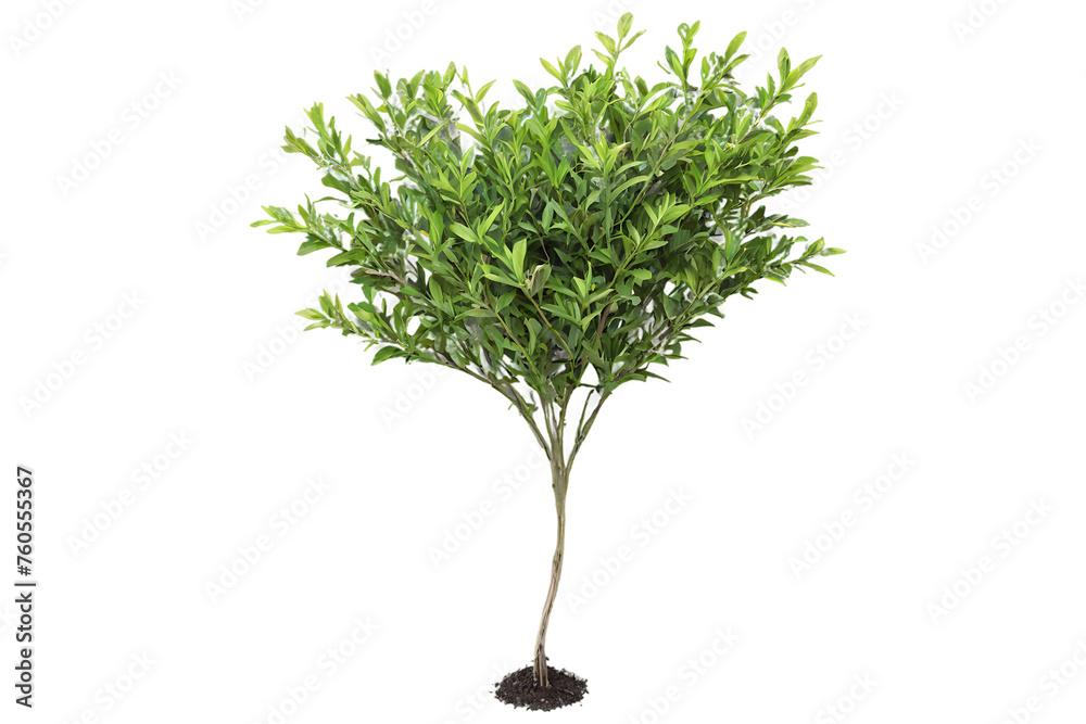 Fototapeta premium a green bush. transparent background