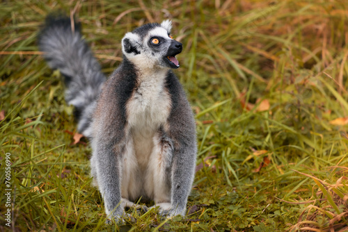 Ring-tailed lemur (Lemur catta) with an open mouth. A small lemur looking silly. It is endemic to the island of Madagascar, where it is endangered. © Tereza