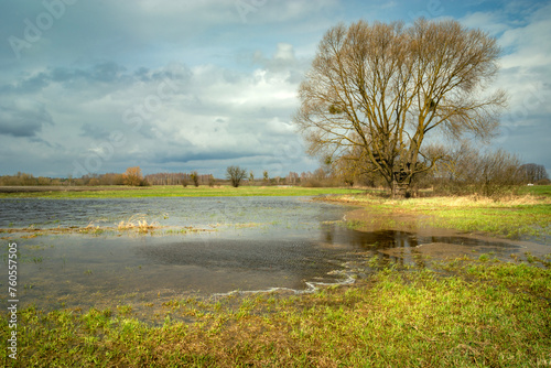 Flooded meadow with tree and dark clouds on a windy day