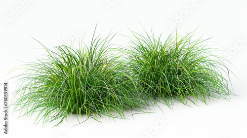 Lush, beautiful green grass