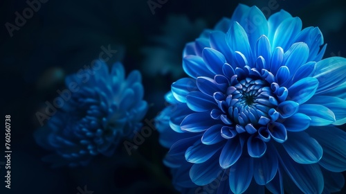 Glowing blue chrysanthemum flower on dark background. Floral abstract background