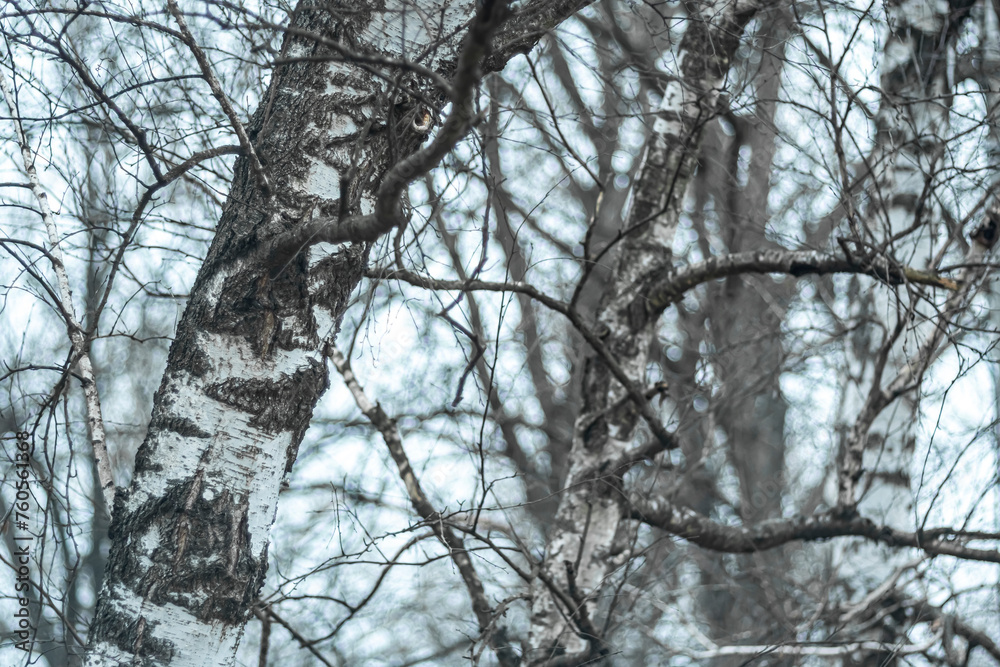 Trunks of white birch trees close-up against the background of a cloudy spring sky. Trunks of white birch trees close-up against the background of a cloudy spring sky.
