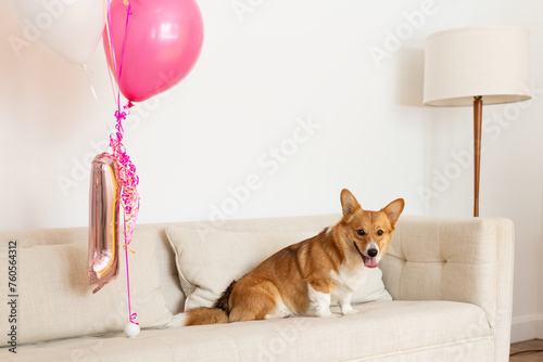 Selective focus horizontal view of senior smooth-haired tan-brown dachshund staring intently while sitting on beige couch next to birthday balloons