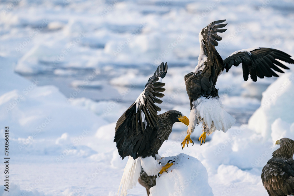 Obraz premium 羅臼のワシ