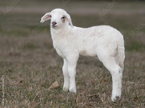 Standing white sheep lamb that is very young
