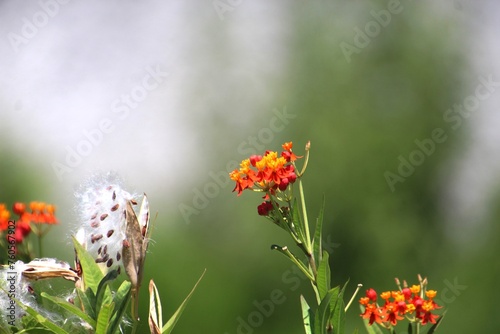 planta flor Asclepias curassavica - oficial de sala photo