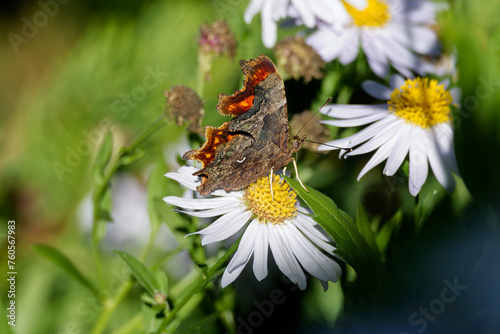Comma butterfly (Polygonia c-album) perched on a daisy in Zurich, Switzerland