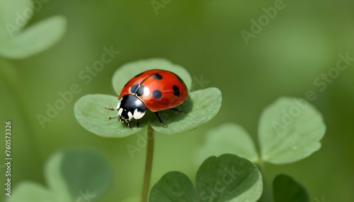 A Ladybug Resting On A Patch Of Clover