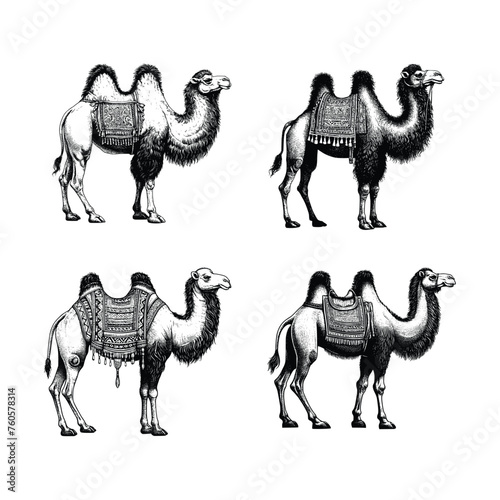 set of camel illustration. hand drawn camel black and white vector illustration. isolated white background