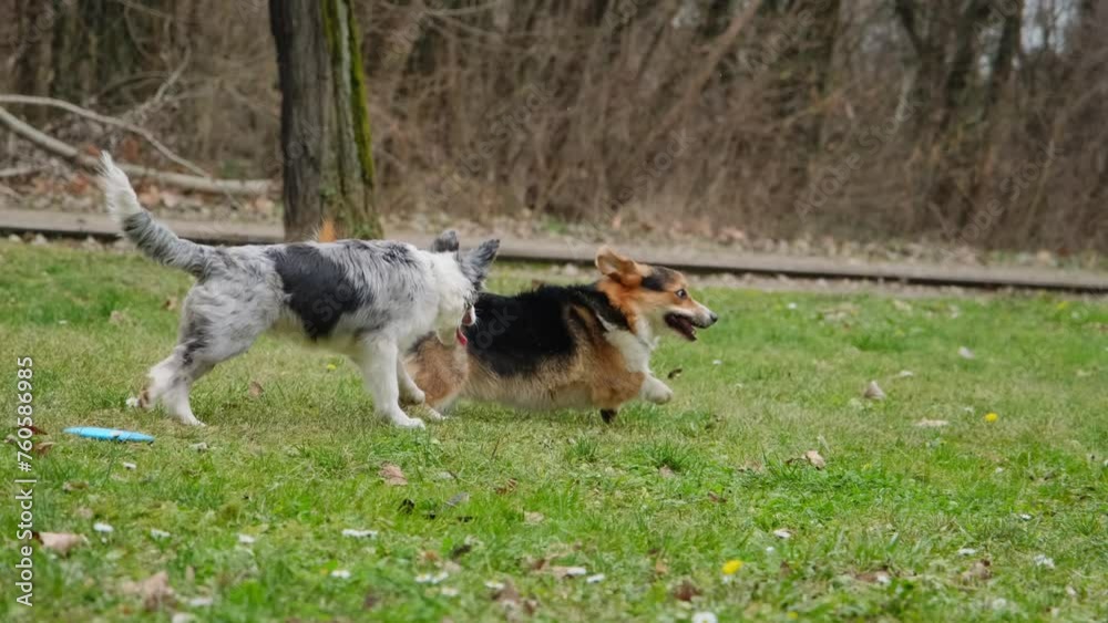 Two dogs in the spring park are playing catch-up running on the green grass. A grey border collie puppy with blue eyes and a Welsh corgi Pembroke tricolor with a long tail have fun together Two dogs in the spring park are playing catch-up running on the green grass. A grey border collie puppy with blue eyes and a Welsh corgi Pembroke tricolor with a long tail have fun together