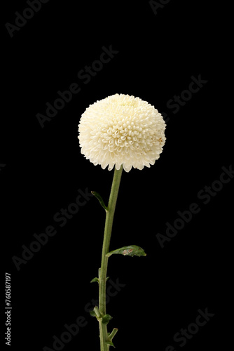 Chrysanthemum flower isolated on black background  clipping path 