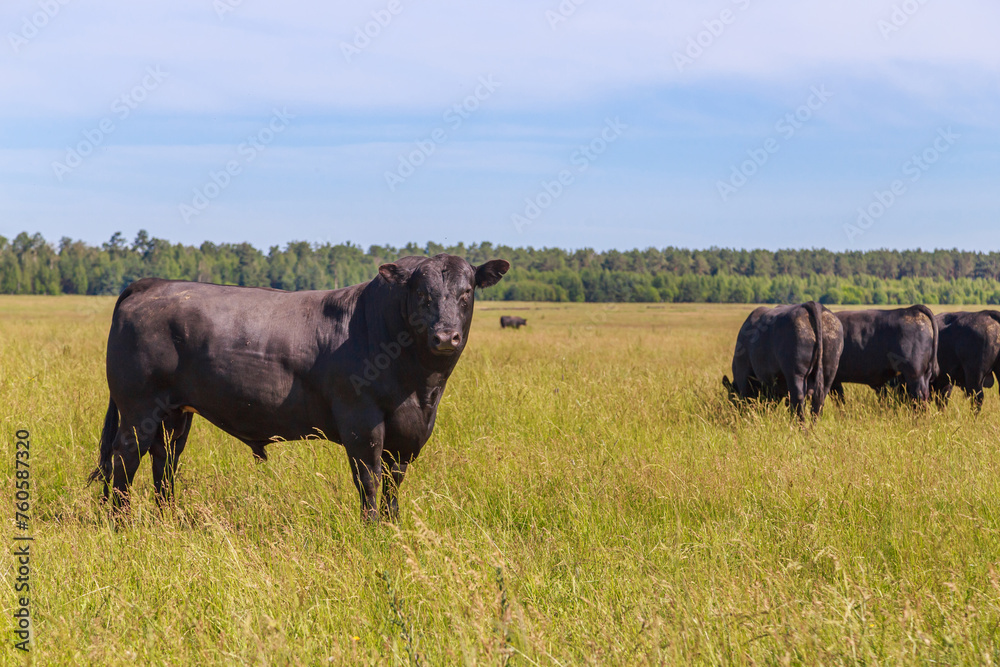 Black angus cows with calves graze in the meadow. Black angus cows with calves graze in the meadow.