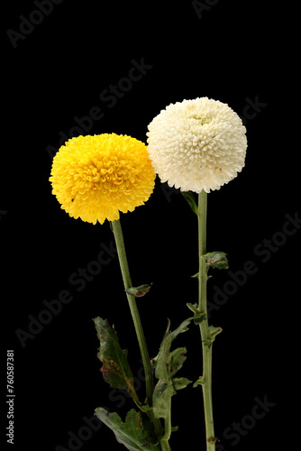 Chrysanthemum flower isolated on black background  clipping path 