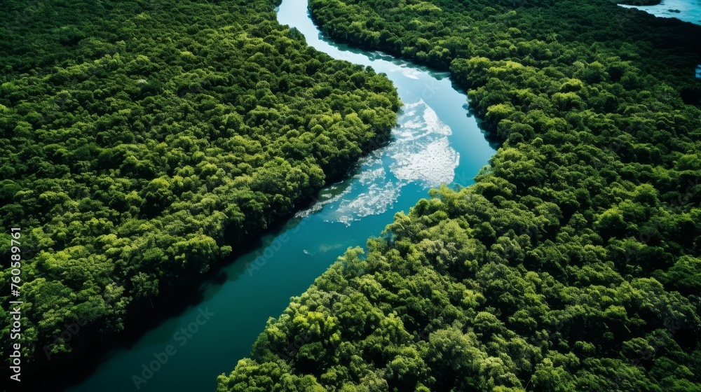Areal view a mangrove forest Areal view a mangrove forest