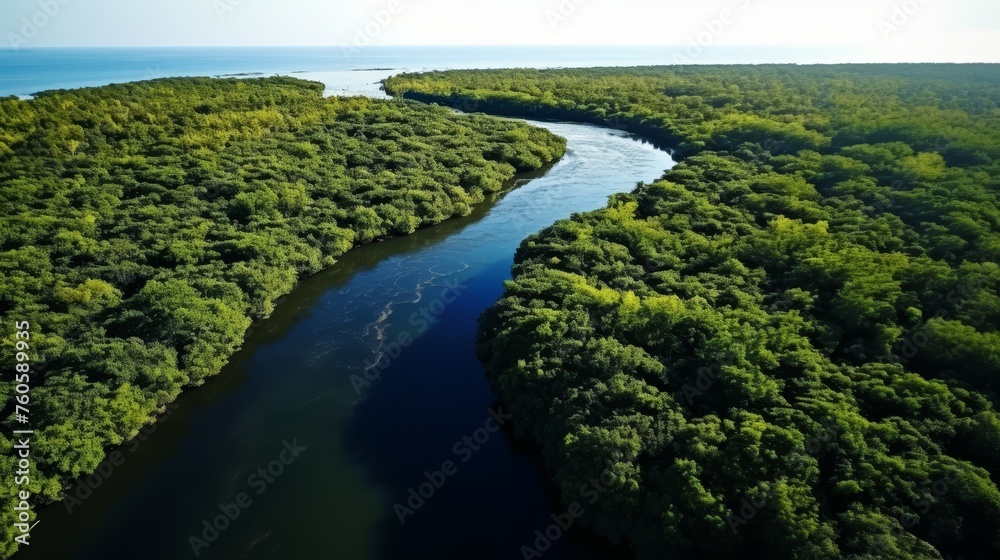 Areal view a mangrove forest Areal view a mangrove forest