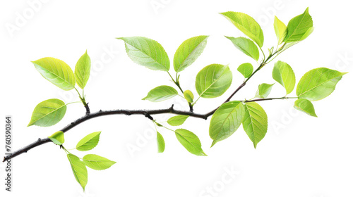 set of branches with leaves, Isolated on a transparent background.