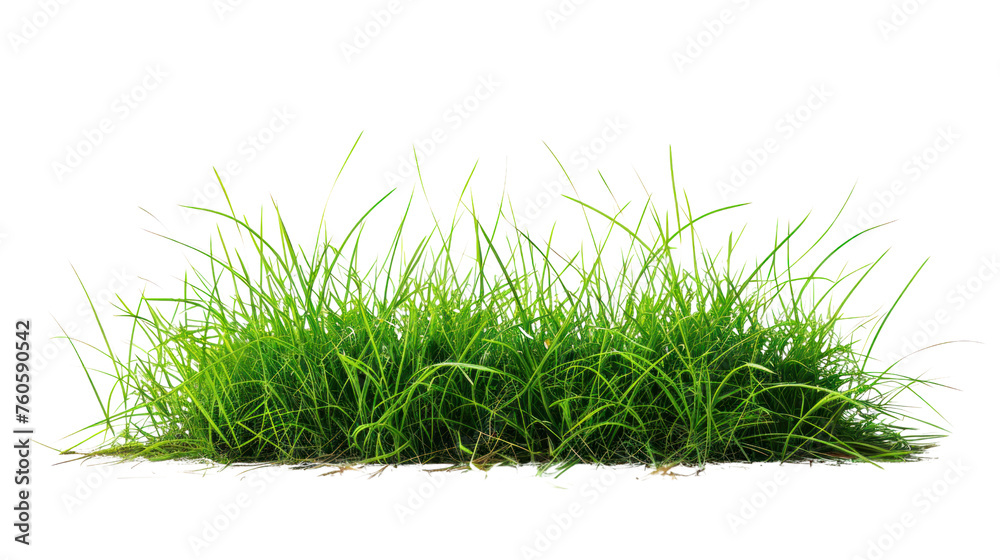 photograph of Green grass field , Isolated on a transparent background. photograph of Green grass field , Isolated on a transparent background.