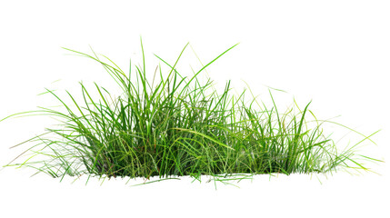 Green grass field , Isolated on a transparent background.