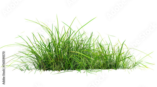 Green grass field , Isolated on a transparent background. photo