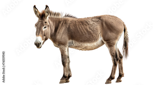 Side on view of a wild donkey in a arid, Isolated on a transparent background. © venusvi