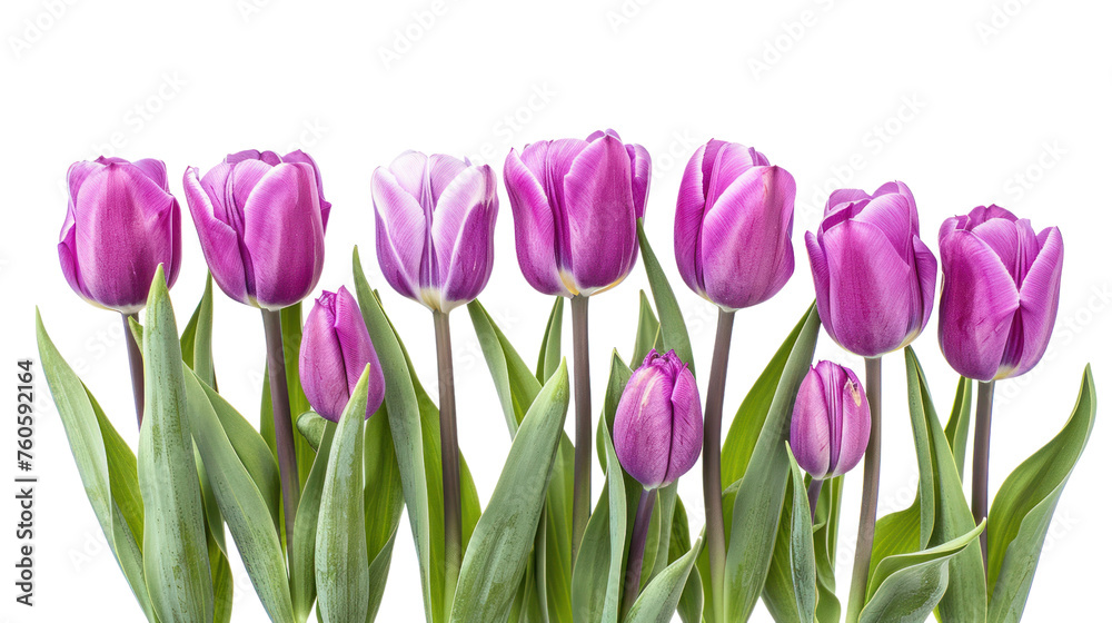 purple tulips It represents the beauty of spring and nature. Isolated on a transparent background. purple tulips It represents the beauty of spring and nature. Isolated on a transparent background.