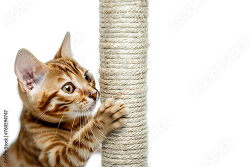 A ginger bengal cat with a cat pole - a scratching post against the background of the living room. Teaching a pet to a scratching post.