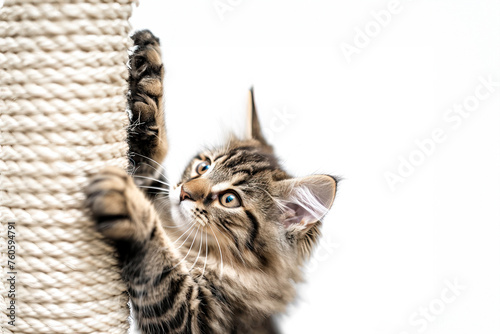 Funny domestic cat climbs up the cat pole. Cute, black tabby mainecoon  kitten is sharpening her claws . Cat scratching post at home photo