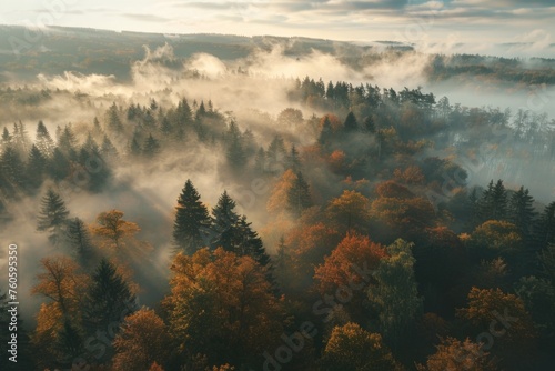 A misty forest landscape, perfect for nature themes #760595350