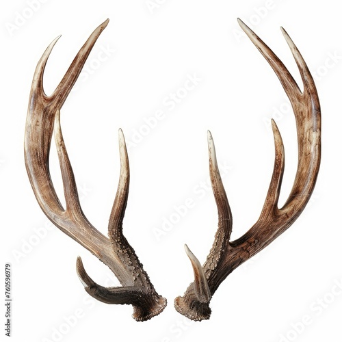 Isolated Deer Horns in White Background. Cervid Antler of Stag in Trophic Shape