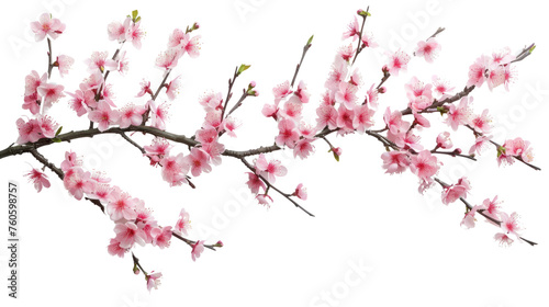 Pink Cherry Blossoms in Spring Isolated on a transparent background.